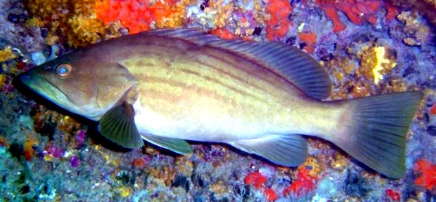 Epinephelus costae _06